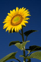 Single sunflower viewed from a low angle against blue sky  growing in field near village of Rognes.crop flower flowering European French Western Europe Color Colour