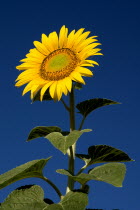 Single sunflower against blue sky growing in field near village of Rognes.crop flower flowering European French Western Europe Color Colour