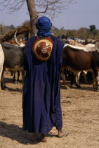 Fulani man at cattle market.African Bororo Cow  Bovine Bos Taurus Livestock Farming Agraian Agricultural Growing Husbandry  Land Producing Raising Fulbe Male Men Guy One individual Solo Lone Solitary...