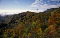 Great Smoky Mountain National Park. View across tree tops in autumn colours.Smokey  Fall colours American North America Northern Scenic United States of America