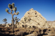 Joshua tree in National Park American North TravelTourismHolidayVacationExploreRecreationLeisureSightseeingTouristAttractionTourDestinationTripJourneyDaytripJoshuaTreeNationalParkC...