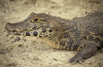 Caiman   Caiman Crocodilus   head and front foot portrait on the sand in BrazilBrasil Brazilian Latin America Latino South America