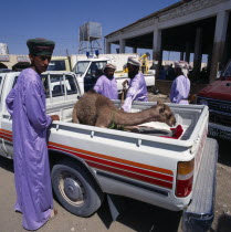 Local men in blue robes at a Souk with a young camel in the back of a truck Immature Lorry Male Man Guy Market Middle East Omani Religious Van Male Men Guy Religion Young Unripe Unripened Green