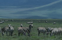 Herd of Burchells Zebra on grassland.African Eastern Africa Tanzanian