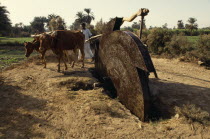 Man using irrigation wheel with cattleAfrican Cow  Bovine Bos Taurus Livestock Farming Agraian Agricultural Growing Husbandry  Land Producing Raising Male Men Guy Middle East North Africa