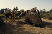 Man using an irrigation wheel with cattle Sakia African Cow  Bovine Bos Taurus Livestock Farming Agraian Agricultural Growing Husbandry  Land Producing Raising Male Men Guy Middle East North Africa O...