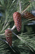 Pine Cones on tree branch in GreeceEllada European Greek Southern Europe