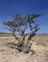 Frankincense Tree in desert landscape.Middle East Omani Scenic