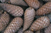 Close shot of Scots pine cones.