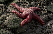 Star fish Asterias vulgaris on rock underneath water.  cellular organisms American North America Northern United States of America