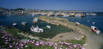 View over purple flowers towards fishing boats in the harbour with clear blue sea and sky.European Great Britain Northern Europe Scenic UK United Kingdom