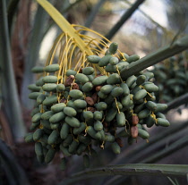 Date palm.  Close up of bunch of green dates growing on palmMiddle East Omani