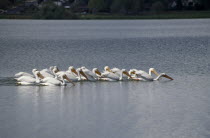 USA  Florida.  American White Pelicans swimming in group.North America Northern United States of America