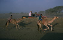 Camel racing at Al SuwaykKids Middle East Omani