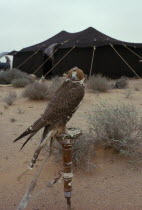 Hooded falcon outside Bedouin tent.