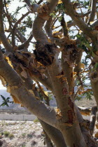 Frankincense tree which produces aromatic gum resin used as incense.Middle East Omani
