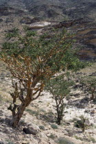 Frankincense tree.Middle East Omani