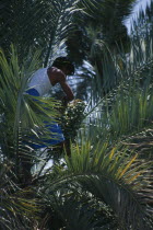 Man picking dates in a treeAsian Farming Agraian Agricultural Growing Husbandry  Land Producing Raising Male Men Guy Middle East Omani One individual Solo Lone Solitary 1 Agriculture Male Man Guy Sin...