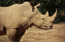 Uganda, Entebbe Wildlife Park, White Rhino .