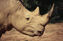 Uganda, Entebbe Wildlife Park, White Rhino head and horns.