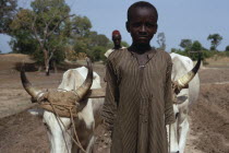 Portrait of child leading pair of oxen pulling plough guided by adult man behind.African Kids Senegalese Children Farming Agraian Agricultural Growing Husbandry  Land Producing Raising Male Men Guy A...