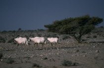 Arabian Oryxformer UNESCO World Heritage Site rare endangered extinct conservation reserve sanctuary Middle East Omani Farming Agraian Agricultural Growing Husbandry  Land Producing Raising Agricultu...