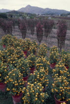 Orange trees and peach blossom grown for New Year celebrations.Asia Asian Farming Agraian Agricultural Growing Husbandry  Land Producing Raising