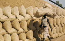 Man walking past a groundnut pyramid carrying a large full sack on headAfrican Senegalese Farming Agraian Agricultural Growing Husbandry  Land Producing Raising Male Men Guy One individual Solo Lone...