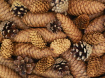 Assorted Fir cones