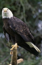 Bald Headed Eagle Haliaeetus leucocephalus  native species of North America.American Northern