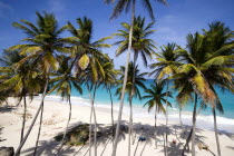 Coconut palm trees on the beach at Bottom BayBarbadian Beaches Resort Sand Sandy Seaside Shore Tourism West Indies Scenic Barbadian Beaches Resort Sand Sandy Seaside Shore Tourism West Indies Scenic
