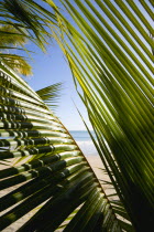 La Sagesse Beach seen through coconut palm tree leavesBeaches Resort Sand Sandy Scenic Seaside Shore Tourism West Indies Caribbean Grenadian Greneda Beaches Resort Sand Sandy Scenic Seaside Shore To...