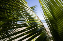 La Sagesse Beach seen through coconut palm tree leavesBeaches Resort Sand Sandy Scenic Seaside Shore Tourism West Indies Caribbean Grenadian Greneda Beaches Resort Sand Sandy Scenic Seaside Shore To...