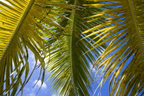 Tamarind Beach a single curving coconut palm tree leaves against a blue skyBeaches Resort Sand Sandy Scenic Seaside Shore Tourism West Indies Caribbean One individual Solo Lone Solitary Windward Isla...