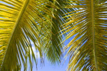 Tamarind Beach a single curving coconut palm tree leaves against a blue skyBeaches Resort Sand Sandy Scenic Seaside Shore Tourism West Indies Caribbean One individual Solo Lone Solitary Windward Isla...