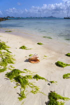 Conch shell on waterline of beach amongst seaweed in Clifton HarbourBeaches Resort Sand Sandy Scenic Seaside Shore Tourism West Indies Caribbean Windward Islands Beaches Resort Sand Sandy Scenic Sea...