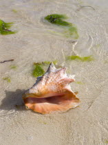 Conch shell in the water on the beach at Clifton surrounded by seaweedBeaches Resort Sand Sandy Scenic Seaside Shore Tourism West Indies Caribbean Windward Islands Beaches Resort Sand Sandy Scenic S...