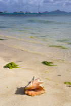 Conch shell on the beach at Clifton surrounded by seaweed with yachts at anchor and Carriacou island beyondBeaches Resort Sand Sandy Scenic Seaside Shore Tourism West Indies Caribbean Windward Island...