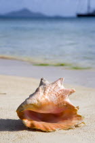 Conch shell on waterline of beach in Clifton HarbourBeaches Resort Sand Sandy Scenic Seaside Shore Tourism West Indies Caribbean Windward Islands Beaches Resort Sand Sandy Scenic Seaside Shore Touri...