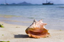 Conch shell at the waters edge on the beach at Clifton with yachts at anchor and Carriacou island beyondBeaches Resort Sand Sandy Scenic Seaside Shore Tourism West Indies Caribbean Windward Islands...