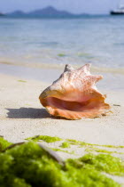 Conch shell on waterline of beach in Clifton Harbour amongst seaweedBeaches Resort Sand Sandy Scenic Seaside Shore Tourism West Indies Caribbean Windward Islands Beaches Resort Sand Sandy Scenic Sea...