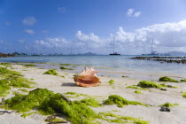 Conch shell on waterline of beach amongst seaweed in Clifton Harbour with yachts at anchor beyond Beaches Resort Sand Sandy Scenic Seaside Shore Tourism West Indies Caribbean Windward Islands Beache...