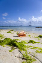 Conch shell on waterline of beach amongst seaweed in Clifton Harbour with yachts at anchor beyond Beaches Resort Sand Sandy Scenic Seaside Shore Tourism West Indies Caribbean Windward Islands Beache...
