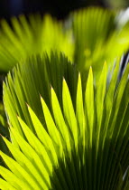 Detail of upright green palm leavesBeaches Resort Sand Sandy Scenic Seaside Shore Tourism West Indies Caribbean Windward Islands Beaches Resort Sand Sandy Scenic Seaside Shore Tourism West Indies Ca...