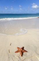 A red starfish on the beach with gentle waves breaking on the shoreline of Paradise Beach in L Esterre Bay with Sandy Island sand bar on the horizonBeaches Resort Sand Sandy Scenic Seaside Shore Tour...