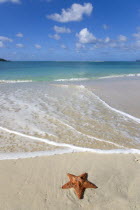 A red starfish on the beach with gentle waves breaking on the shoreline of Paradise Beach in L Esterre Bay with Sandy Island sand bar on the horizonBeaches Resort Sand Sandy Scenic Seaside Shore Tour...