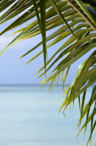Coconut palm tree leaves on Morne Rouge Beach known locally as BBC Beach with the turquoise sea beyondBeaches Resort Sand Sandy Scenic Seaside Shore Tourism West Indies Caribbean Grenadian Greneda B...