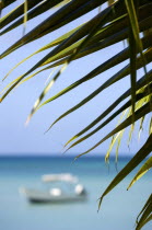 Coconut palm tree leaves on Morne Rouge Beach known locally as BBC Beach with a motor boat in the turqoise sea beyondBeaches Resort Sand Sandy Scenic Seaside Shore Tourism West Indies Caribbean Grena...