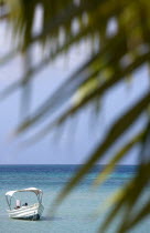 Coconut palm tree leaves on Morne Rouge Beach known locally as BBC Beach with a motor boat in the turqoise sea beyondBeaches Resort Sand Sandy Scenic Seaside Shore Tourism West Indies Caribbean Grena...