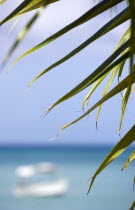 Coconut palm tree leaves on Morne Rouge Beach known locally as BBC Beach with a motor boat in the turqoise sea beyondBeaches Resort Sand Sandy Scenic Seaside Shore Tourism West Indies Caribbean Grena...